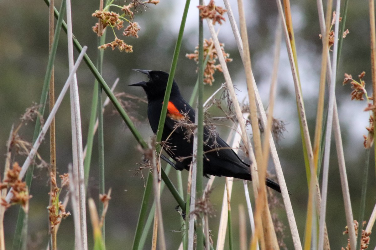 Red-winged Blackbird - ML457681051