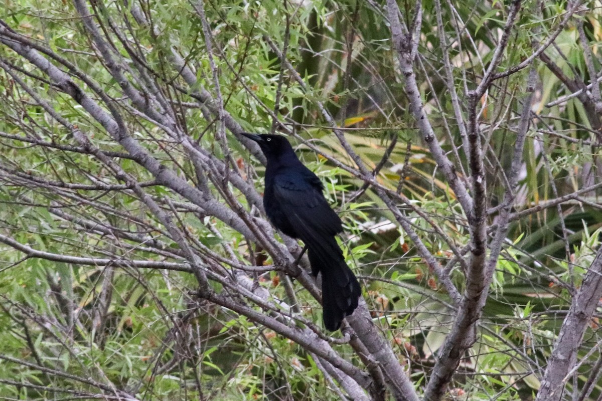 Great-tailed Grackle - ML457681061