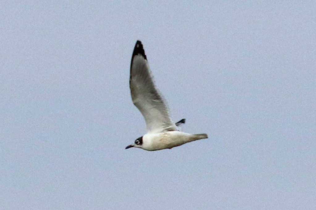 Franklin's Gull - Dan Jones