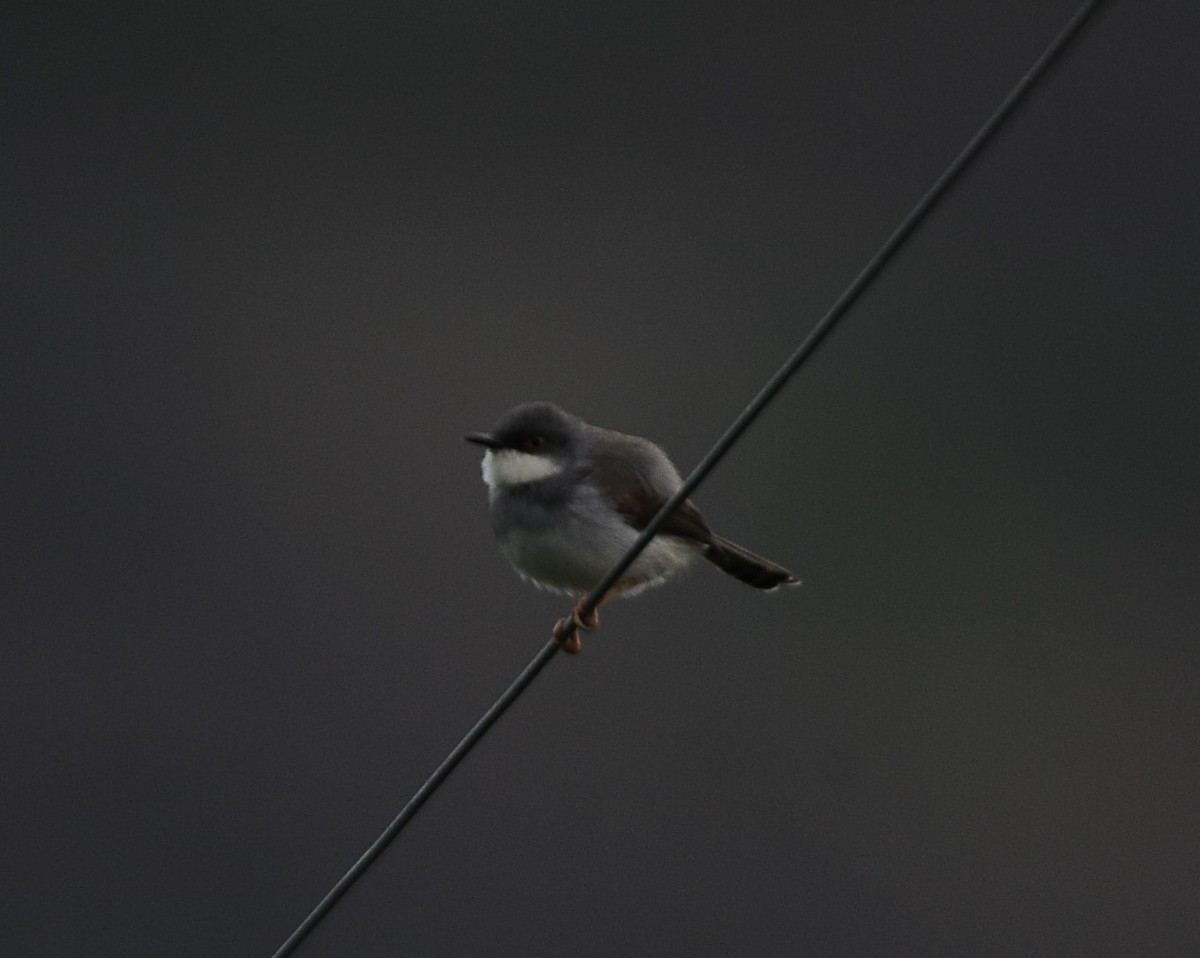 Gray-breasted Prinia - ML457684391