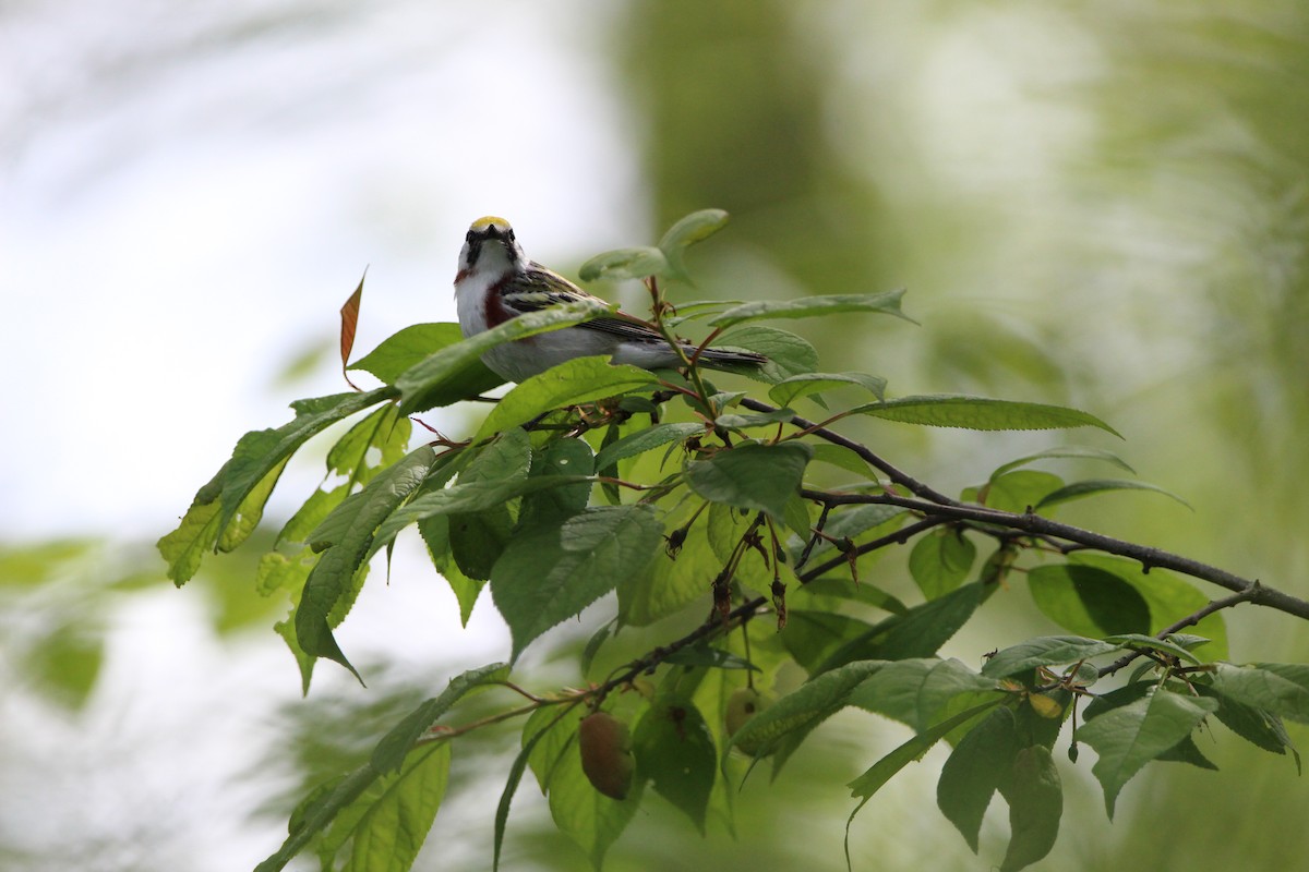 Chestnut-sided Warbler - ML457684861