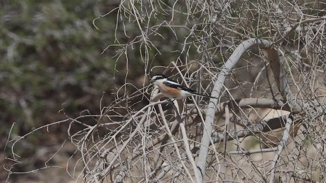 חנקן נובי - ML457684881