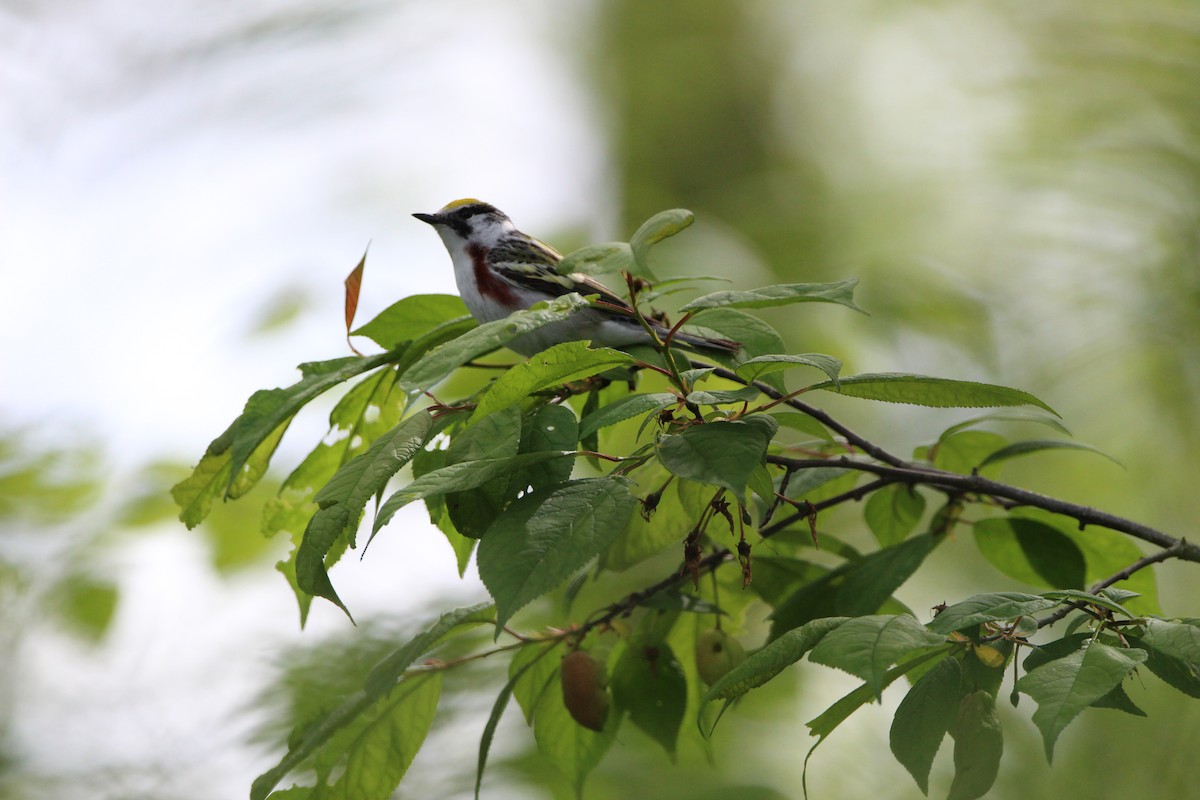 Chestnut-sided Warbler - ML457685101