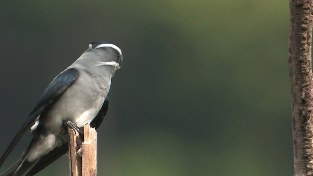 Moustached Treeswift - ML457686