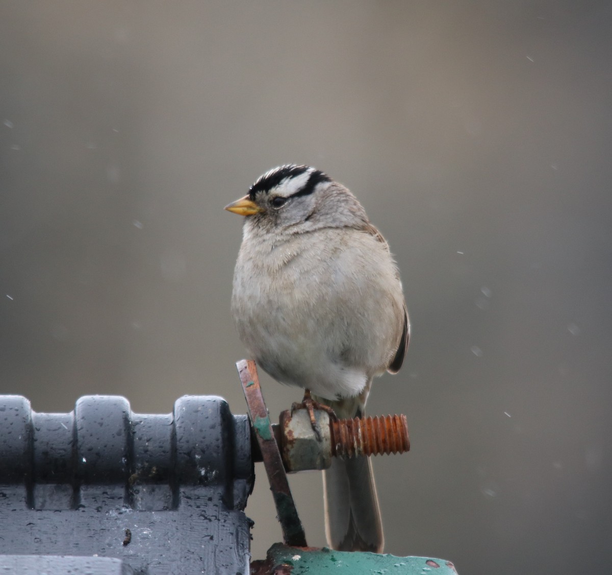 White-crowned Sparrow - ML457686511