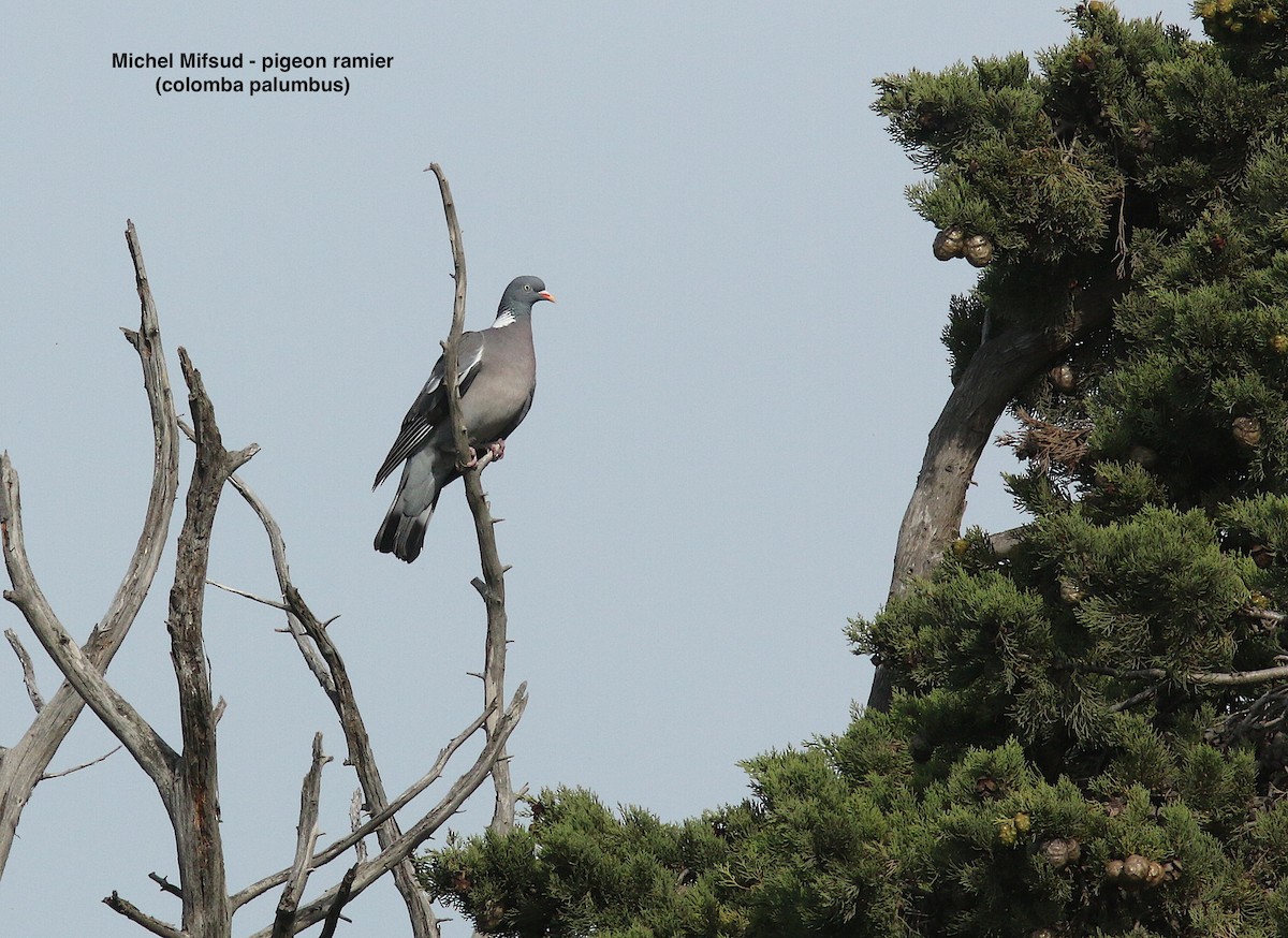 Tahtalı - ML457687871
