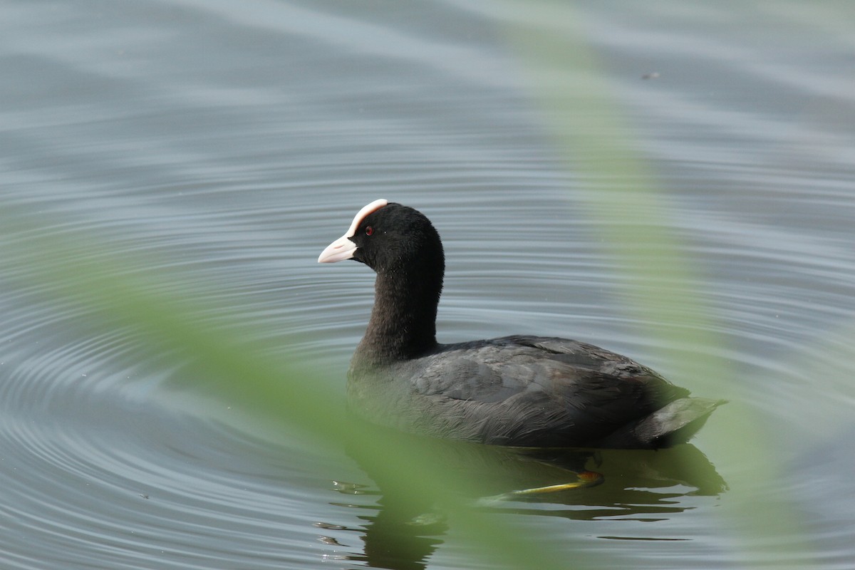 Sakarmeke - ML457687911