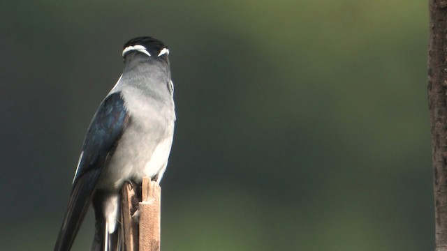 Moustached Treeswift - ML457688