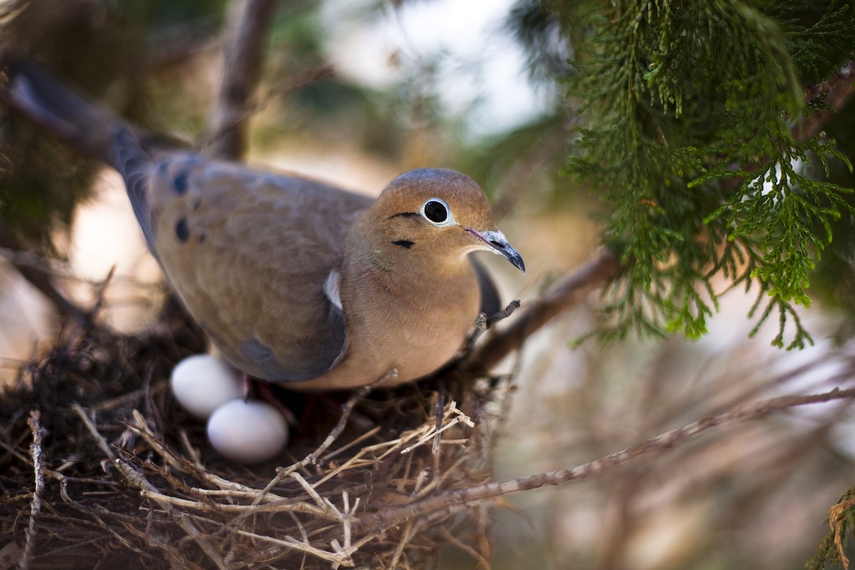 Mourning Dove - ML45768881