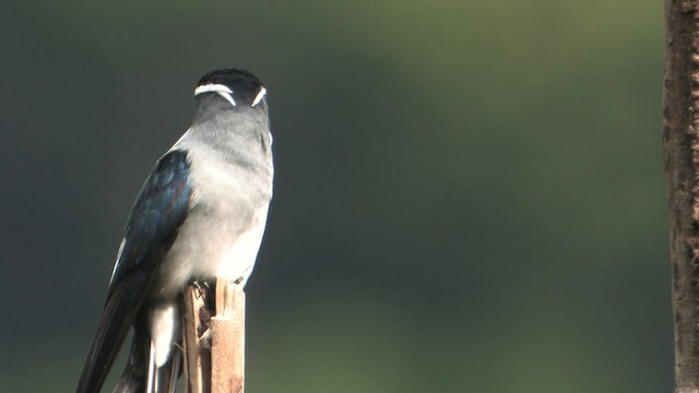 Moustached Treeswift - ML457689