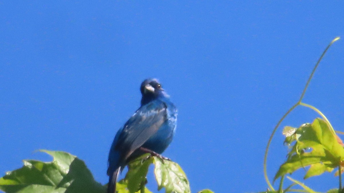 Indigo Bunting - ML457689911