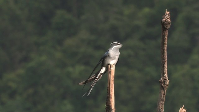 シラヒゲカンムリアマツバメ - ML457691