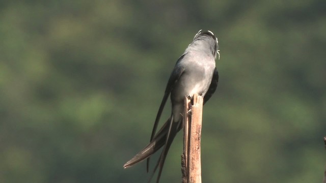 Moustached Treeswift - ML457692