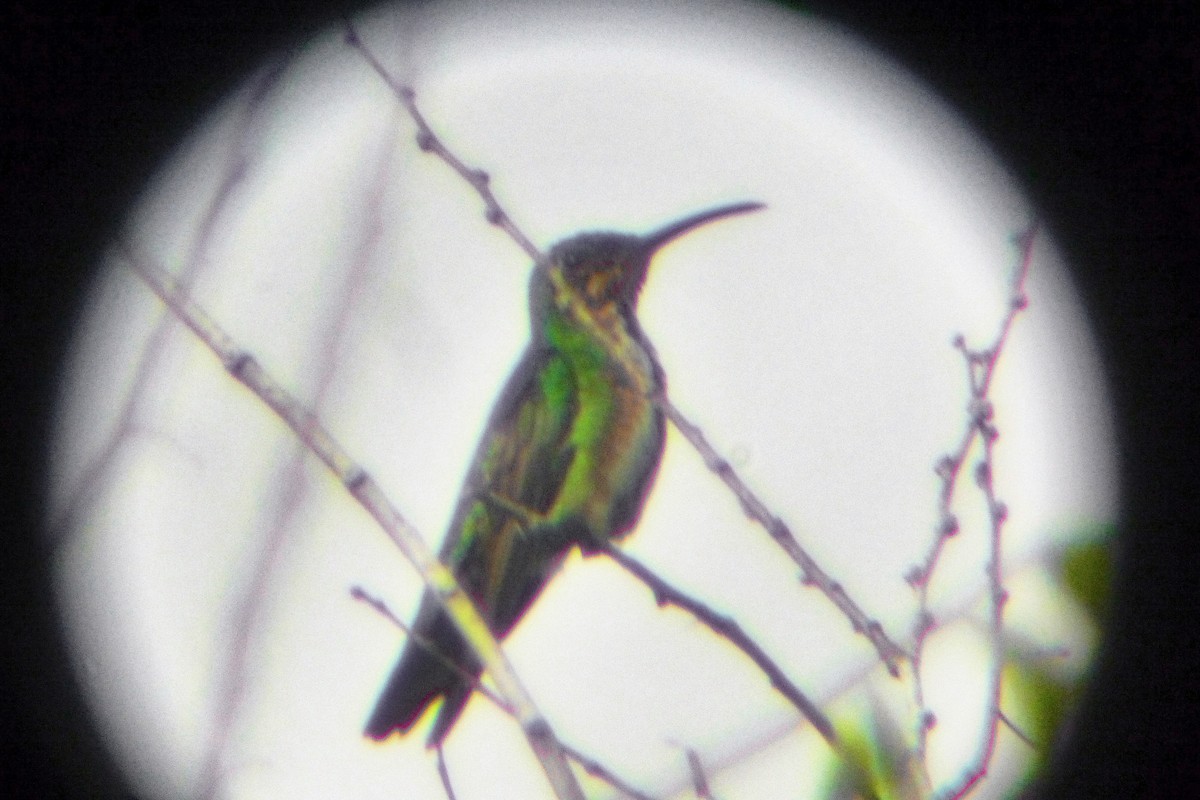 Green-breasted Mango - ML457692231