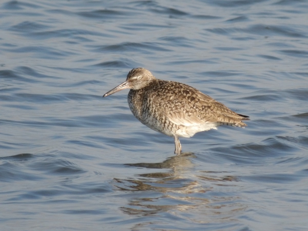 Willet - Larry Zirlin