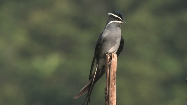 Moustached Treeswift - ML457693