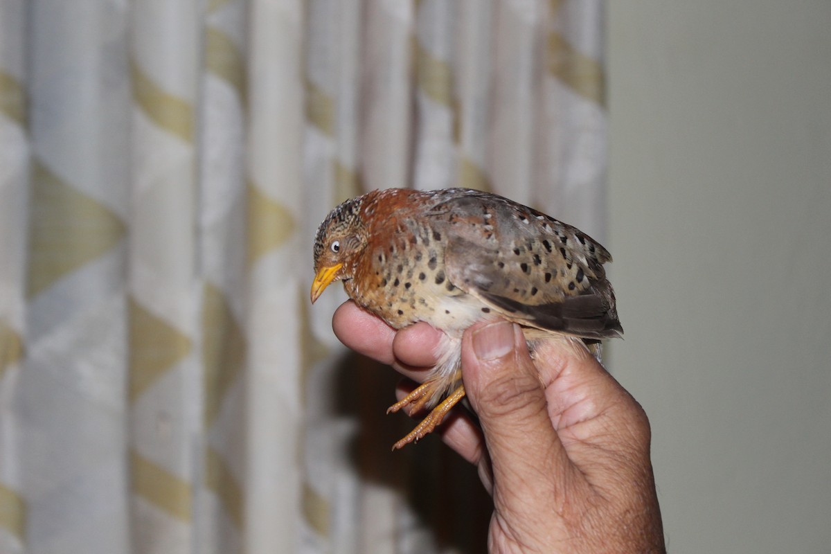 Yellow-legged Buttonquail - ML457693441