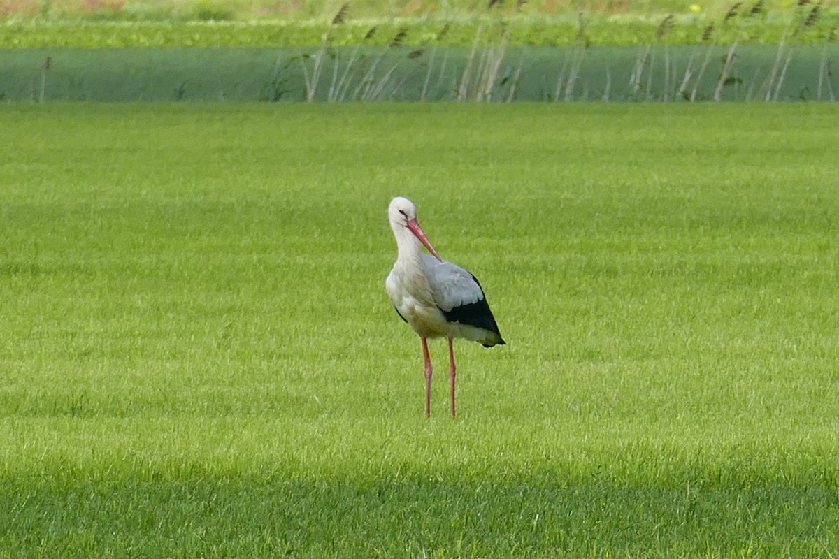 White Stork - ML457693631