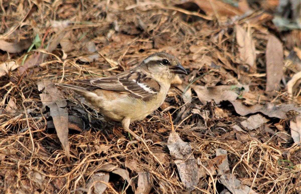 Russet Sparrow - ML457693991