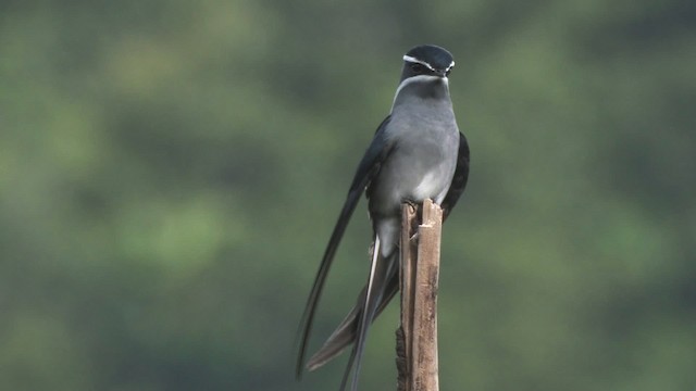 Moustached Treeswift - ML457694