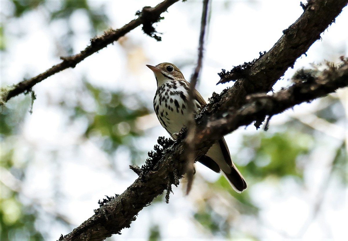 Ovenbird - ML457694261