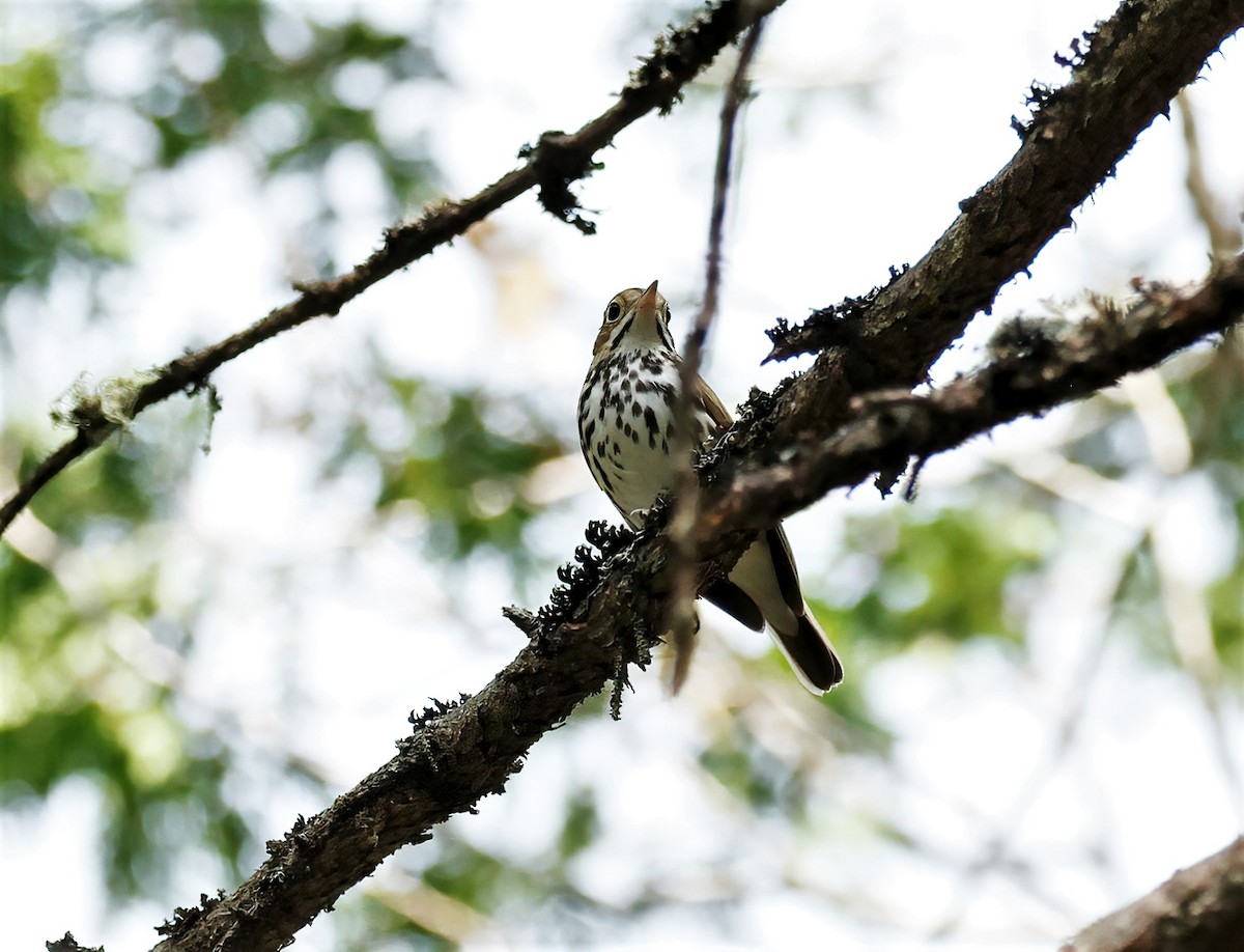 Ovenbird - ML457694271