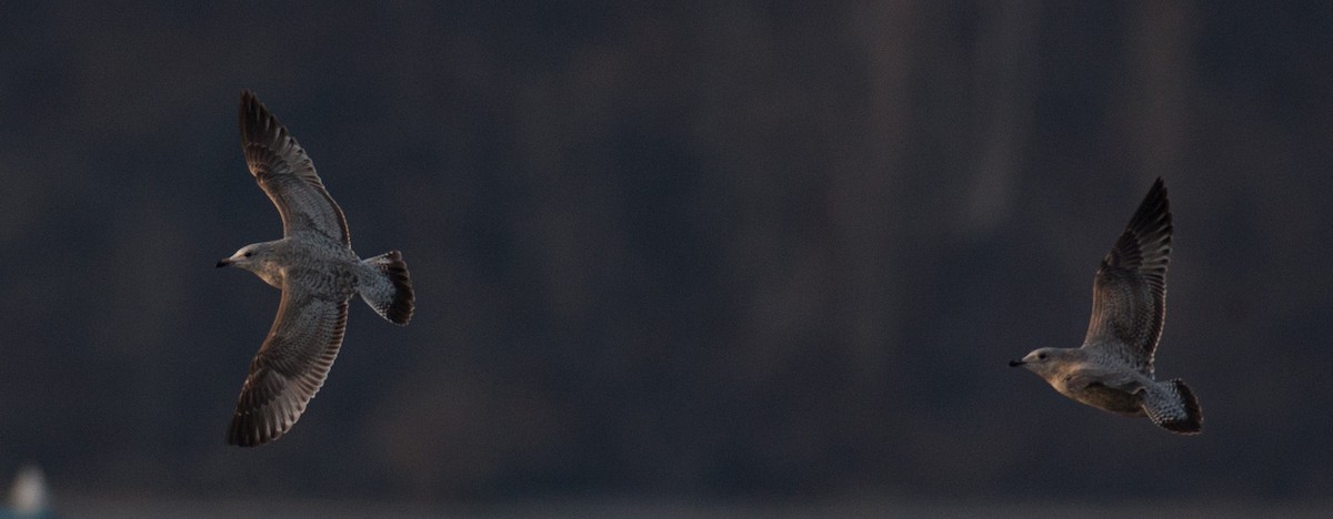 American Herring Gull - Brandon Holden