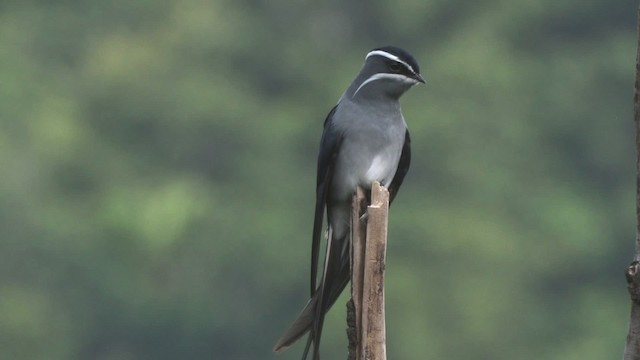 Moustached Treeswift - ML457695