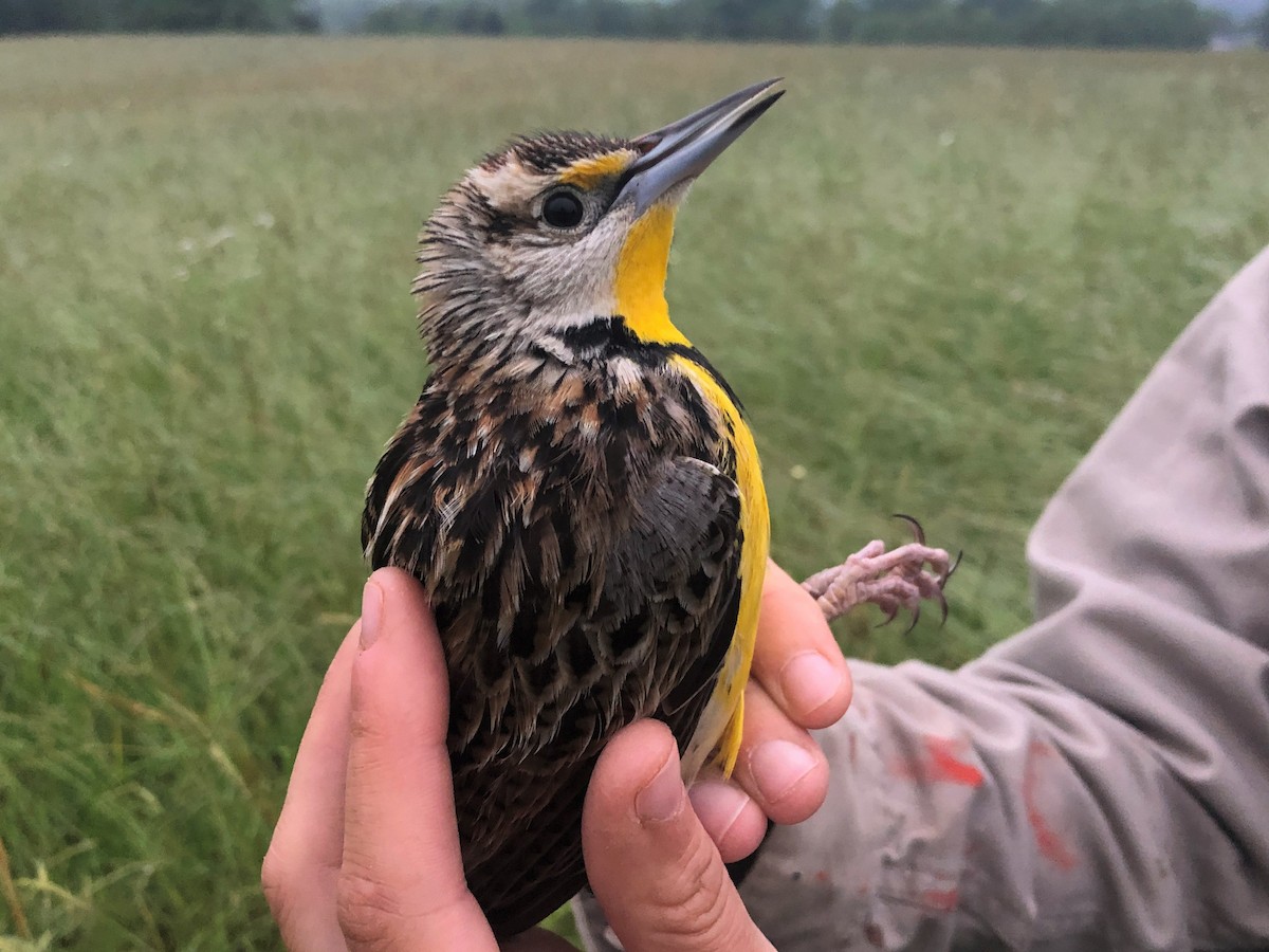 Eastern Meadowlark - ML457696151