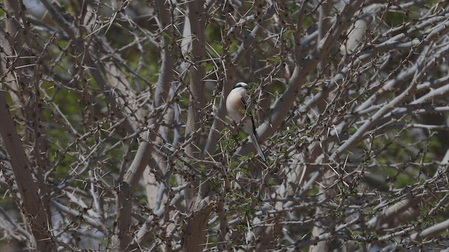 Masked Shrike - ML457696291