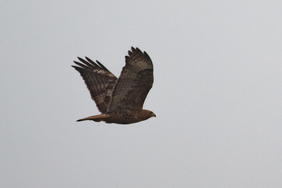 Red-tailed Hawk - ML457696421