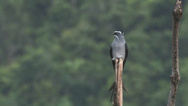 Moustached Treeswift - ML457697