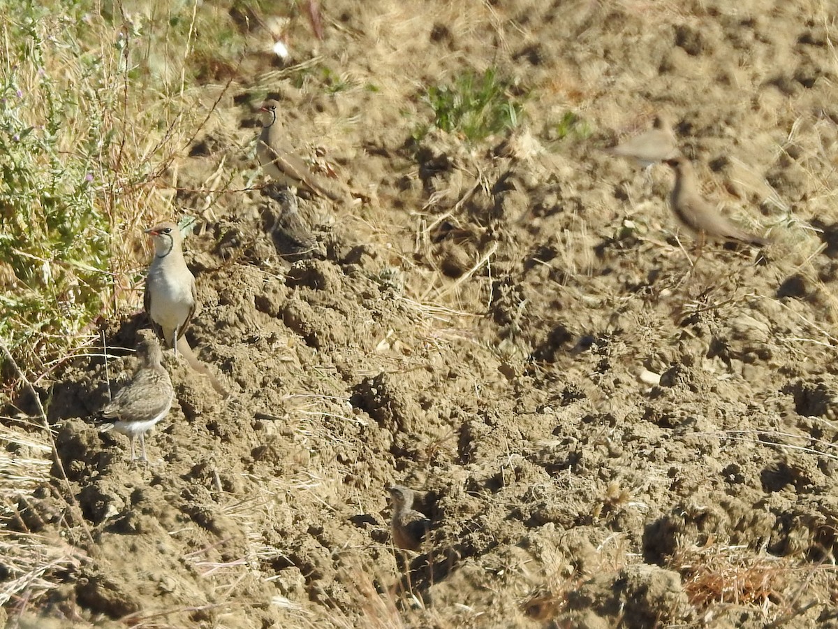 Collared Pratincole - ML457697251