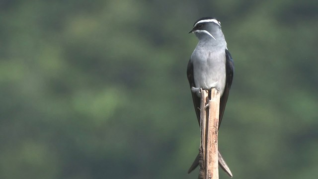 Moustached Treeswift - ML457698