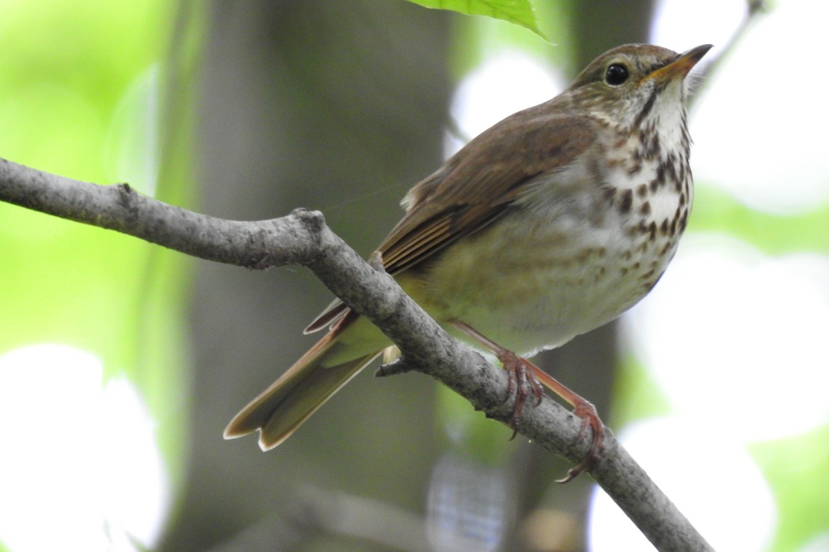 Hermit Thrush - ML457698351