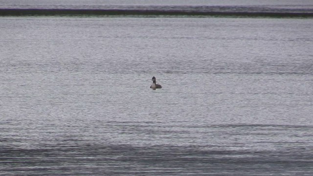 Great Grebe - ML457698581