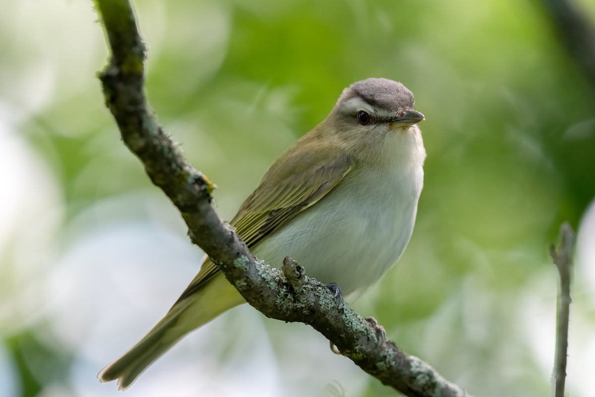 Red-eyed Vireo - ML457698791