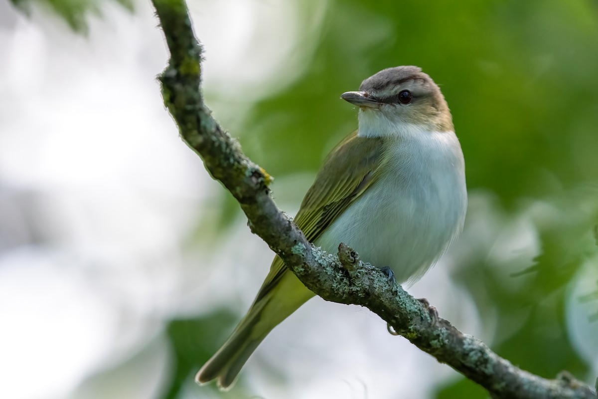 Red-eyed Vireo - Rob  Henderson