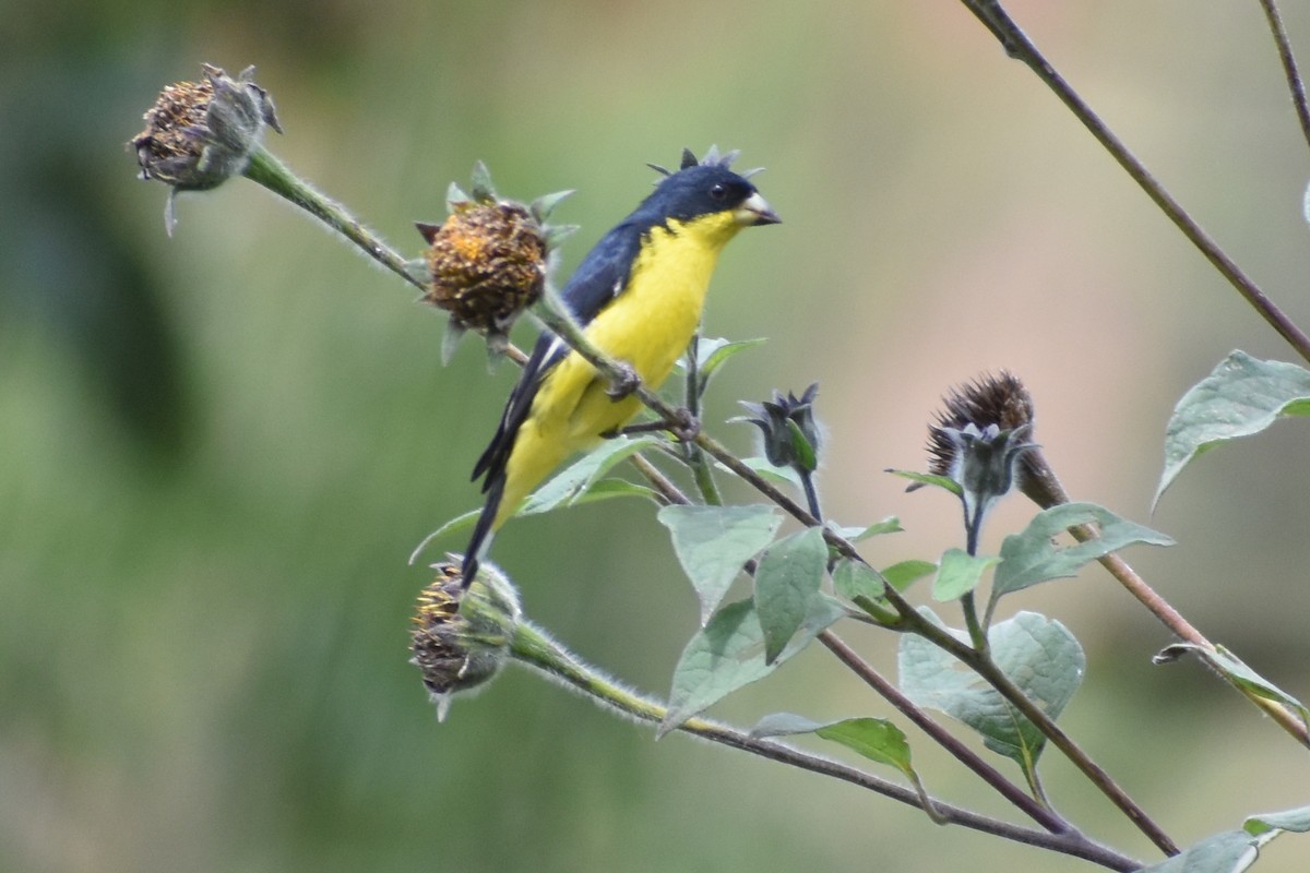 Lesser Goldfinch - YENER GRANADOS HERRERA