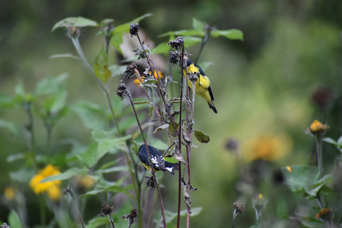 Lesser Goldfinch - ML457699551