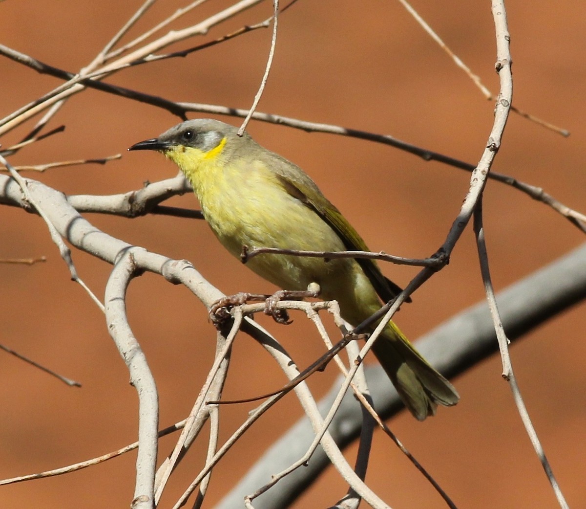 Gray-headed Honeyeater - Dave Czaplak