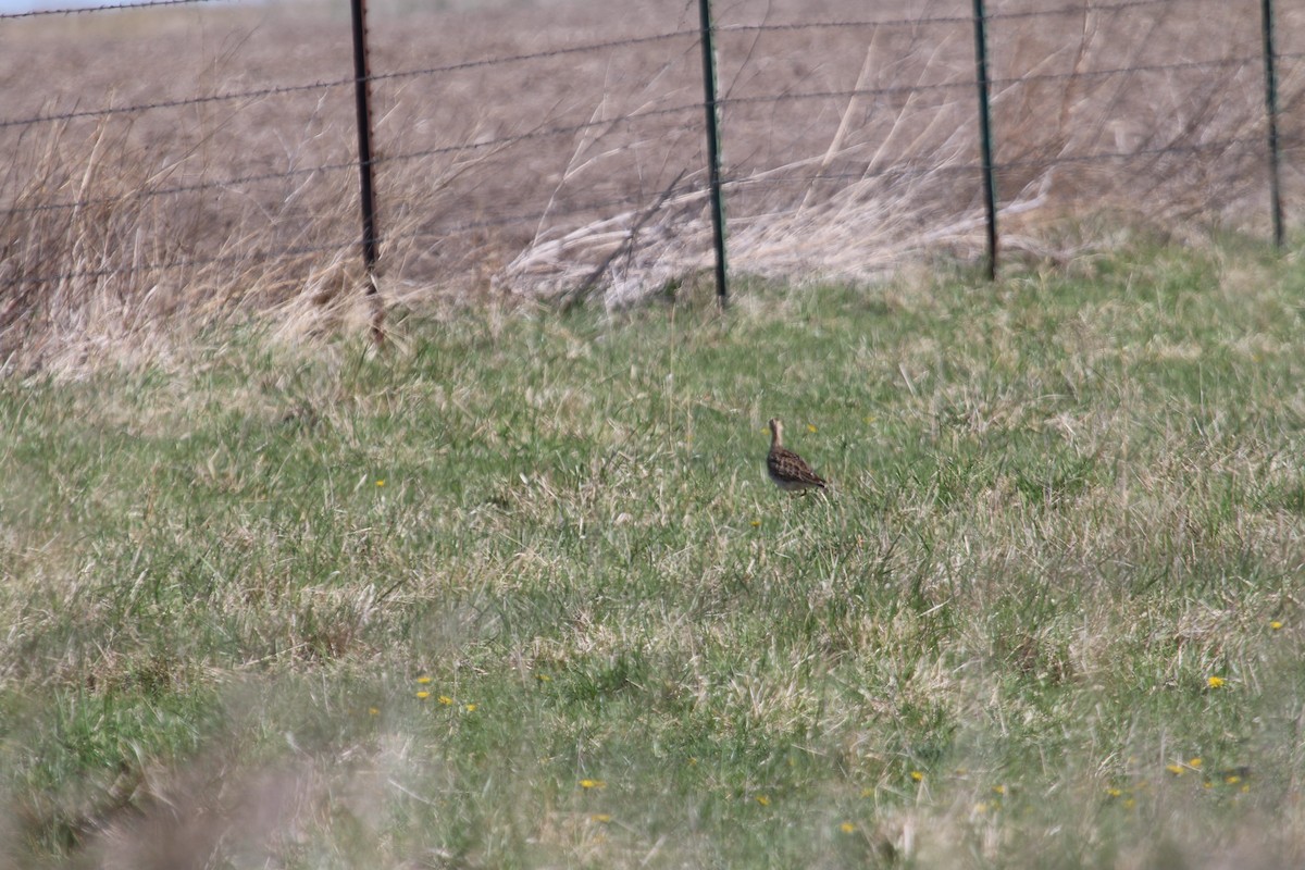 Upland Sandpiper - ML457701221