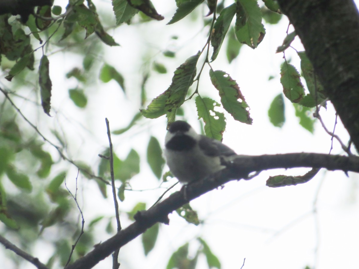 Black-capped Chickadee - ML457701761