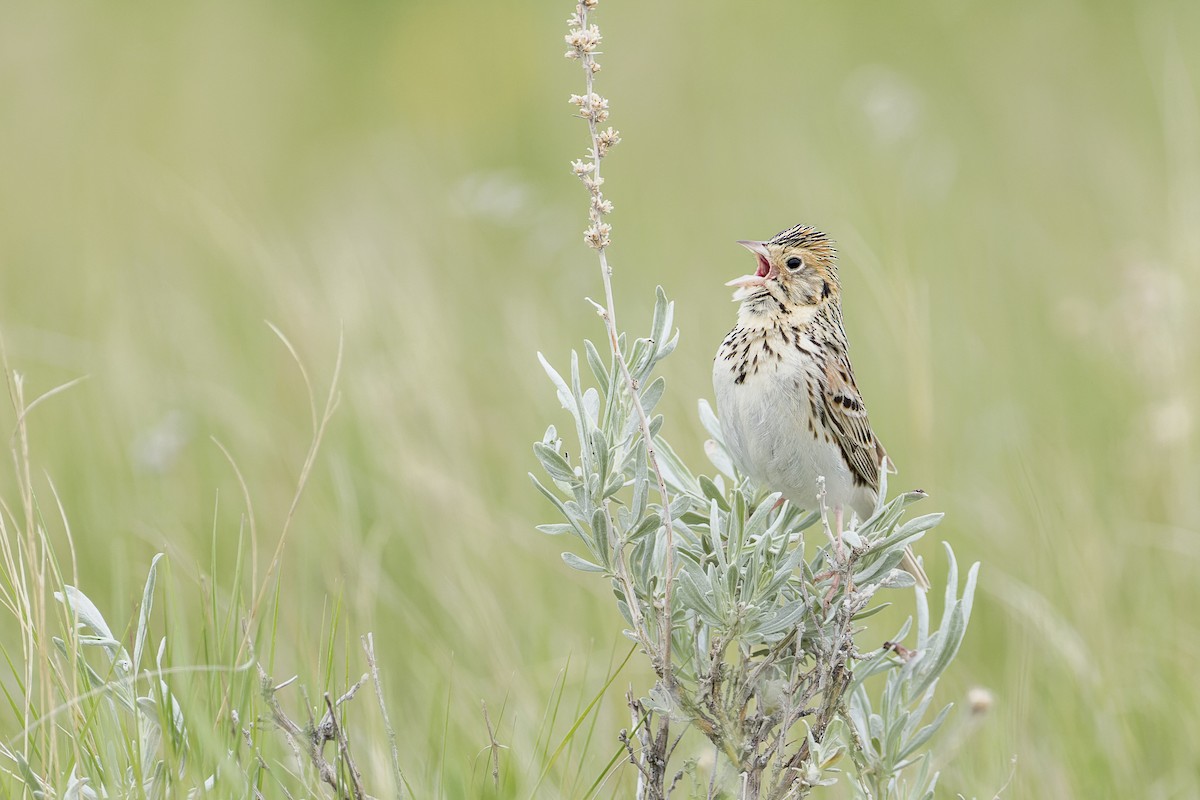 Baird's Sparrow - ML457703251