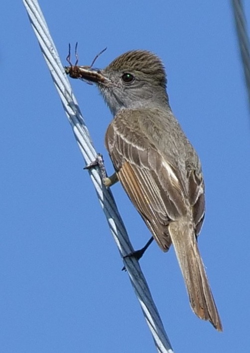 Great Crested Flycatcher - ML457703321