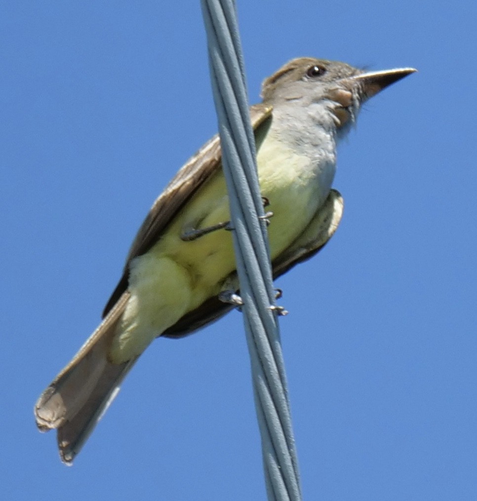 Great Crested Flycatcher - ML457703331