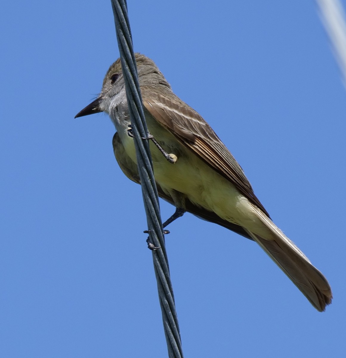 Great Crested Flycatcher - ML457703351