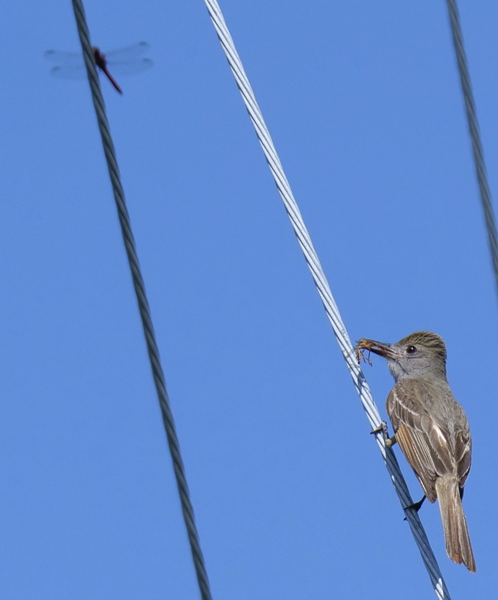 Great Crested Flycatcher - ML457703371