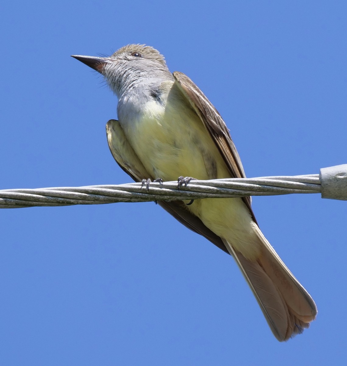 Great Crested Flycatcher - ML457703381