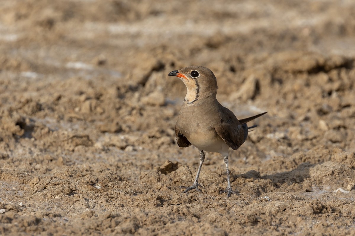 Collared Pratincole - Nikos Mavris